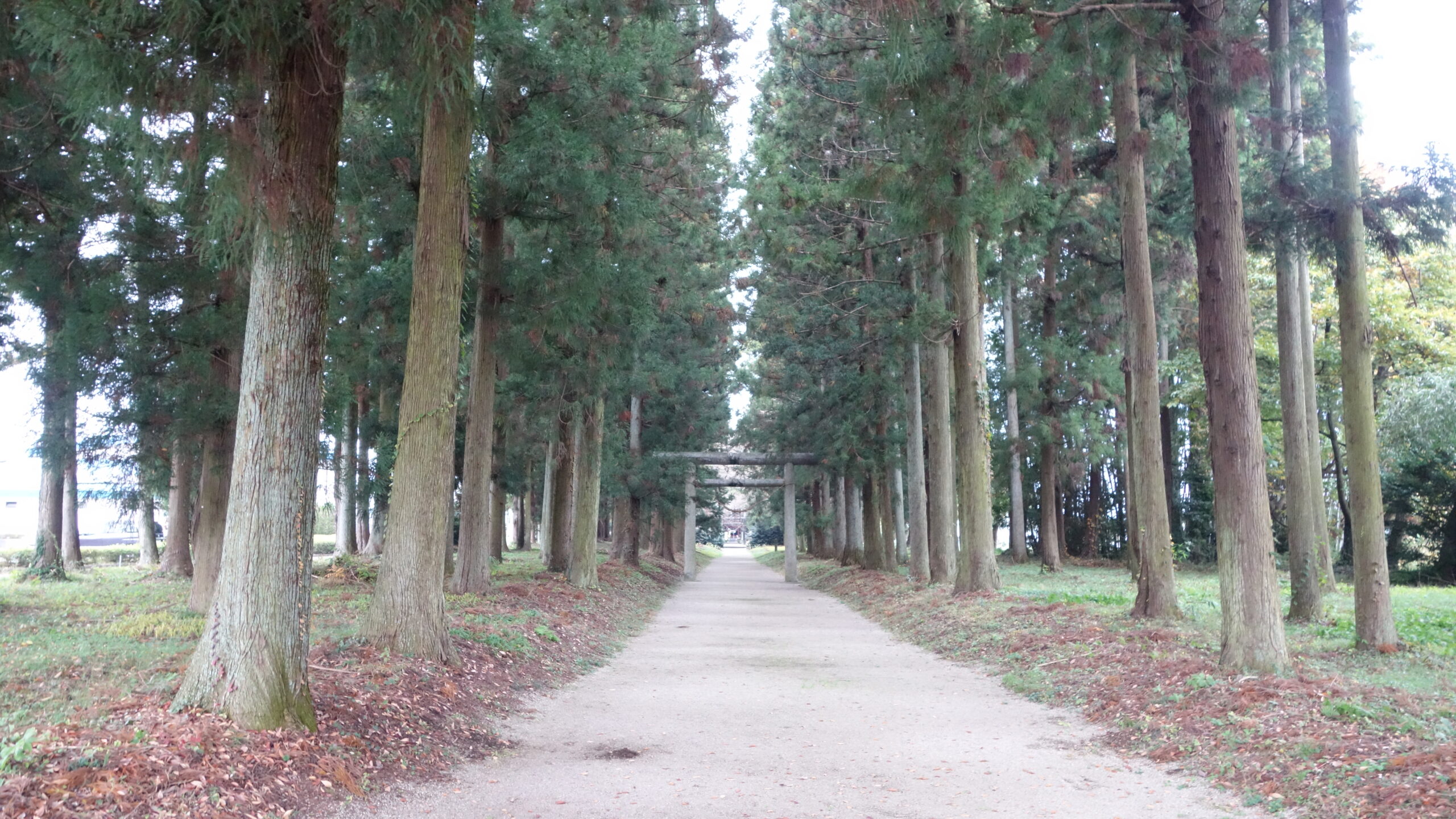 参道の実写写真